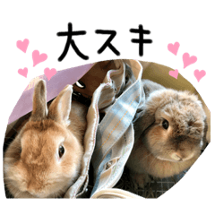 Our lovely bunnies 1