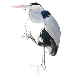 heron Sticker live in the riverside 3