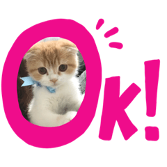 Maru(Scottish Fold)'s Stamp