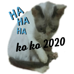 koko cat 2020