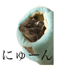 techi-degu