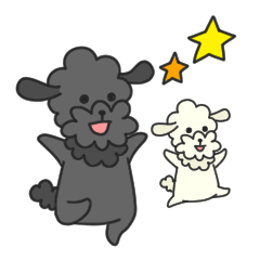 White and Black Toy poodle