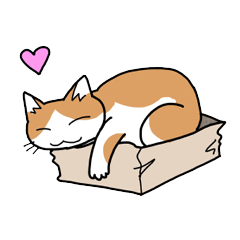 Box lover cats