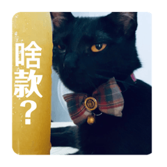 我家好多動物2