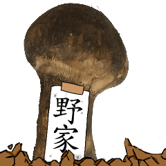 松茸研究家野家さんのマツタケ