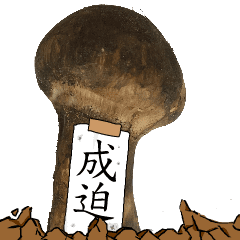 松茸研究家成迫さんのマツタケ