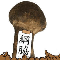 松茸研究家綱脇さんのマツタケ