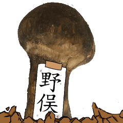 松茸研究家野俣さんのマツタケ