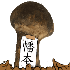 松茸研究家幡本さんのマツタケ