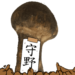 松茸研究家守野さんのマツタケ