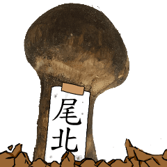 松茸研究家尾北さんのマツタケ