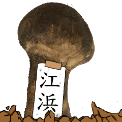 松茸研究家江浜さんのマツタケ