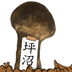松茸研究家坪沼さんのマツタケ