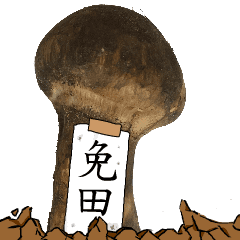 松茸研究家免田さんのマツタケ