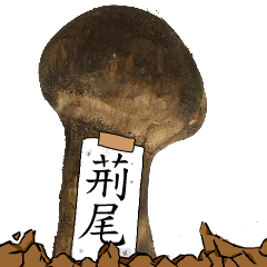 松茸研究家荊尾さんのマツタケ