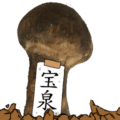 松茸研究家宝泉さんのマツタケ