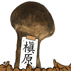 松茸研究家槇原さんのマツタケ