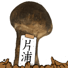 松茸研究家片浦さんのマツタケ