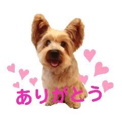 Yorkshire Terrier Mocha 3
