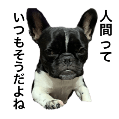 French bulldog JILL
