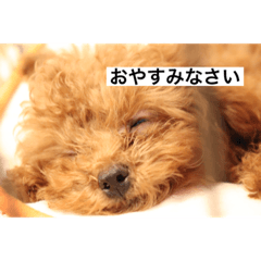 Suzu_20200107164312