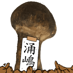 松茸研究家涌嶋さんのマツタケ