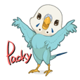 Packy of Budgie