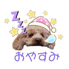 nano_''choco'' is my dog, poodle.