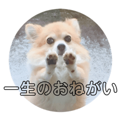 Nanami_20200107204655