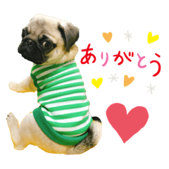 Ponzu_pug