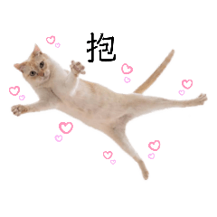 貓貓大亂鬥