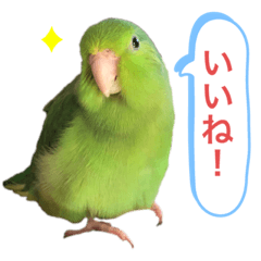 Cute little bird "Parakeet" Sticker