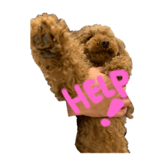 cocoa_20200108155309