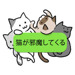 会話を邪魔する猫