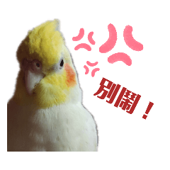 鳥兒生活
