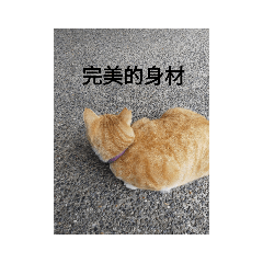 meow的日常