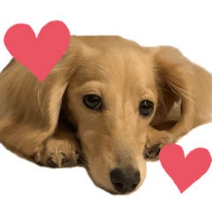 Dachshund Girl Stamp