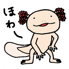 Rupa-chan axolotl