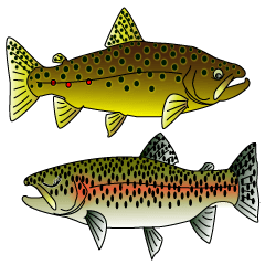 Brown and rainbow Trout