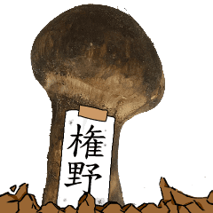 松茸研究家権野さんのマツタケ