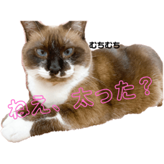 nyanchan_20200109232005