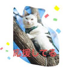 Message from Chubby