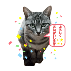 cat iroiro