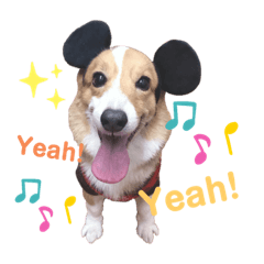 Welsh Corgi riku Part2