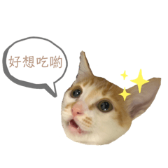 阿乖與圓圓