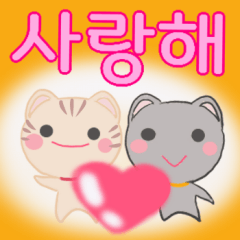 Cute cat and Korean