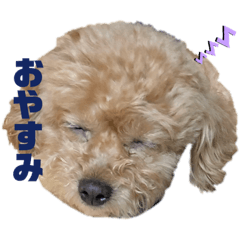 トイプードル Lineクリエイターズスタンプまとめ Stamplist Part 5 トイプードル Lineクリエイターズスタンプまとめ Stamplist Part 5