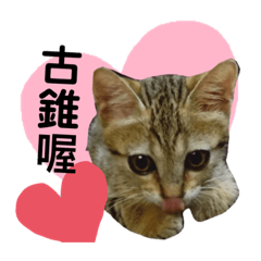 皮皮與柚子