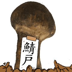 松茸研究家鯖戸さんのマツタケ