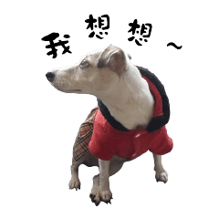 JRT-Jack Russell Terrier